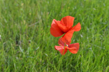 A vibrant red poppy in a field of green grass under sunlight