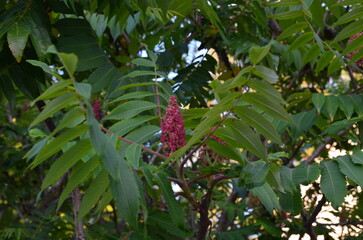 Close-up of a Staghorn Sumac Plant with Red Flowers and Green Foliage