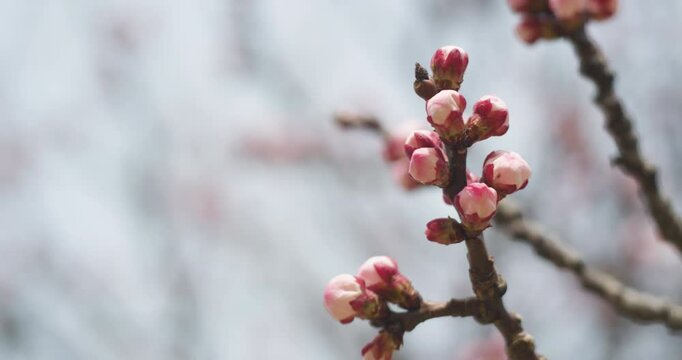 Apricot blossoms in spring are in bud.