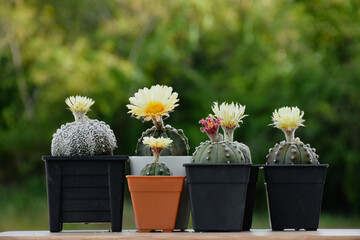 Cactus flower Astrophytum asterias. Small cactus collection succulent plant in mini pots