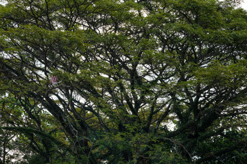 Lush Green Tree Canopy with Interwoven Branches and Bright Natural Light