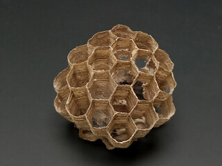 Empty and dry wasp nest with hexagonal cells on dark background