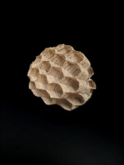 Empty and dry wasp nest with hexagonal cells on dark background