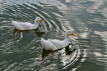 Two white Call ducks swimming gracefully on a calm lake reflecting the sky.
