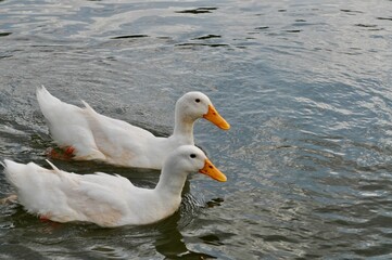 Two white Call ducks swimming gracefully on a calm lake reflecting the sky.