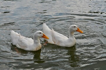 Two white Call ducks swimming gracefully on a calm lake reflecting the sky.