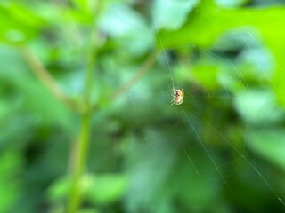 Little spider with its web