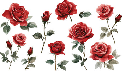 Elegant Watercolor Red Roses Collection on White Background for Design Projects