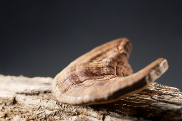 Dried Reishi Mushroom, traditional herbal medicine