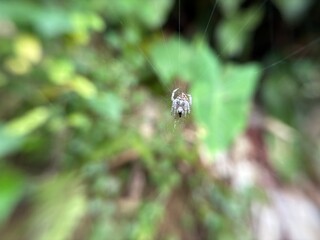 Little spider with its web