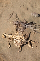 dead plant in desert