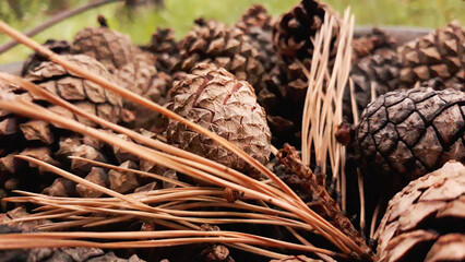 pine cones with needles