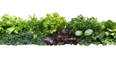 A variety of fresh green leafy vegetables arranged in a row  on transparent background