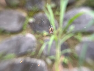Little spider with its web
