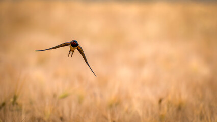 Schwalben im Flug über ein Getreidefeld