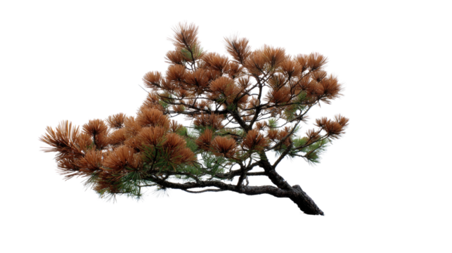 Japanese Red Pine: A venerable Japanese Red Pine featuring distinctive orange bark and gracefully arching branches against bright sunshine.