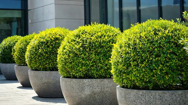 Lush spherical shrubs arranged in modern planters outside a contemporary building