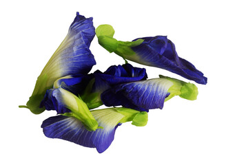 stack of butterfly pea flower isolated