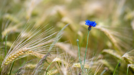Kornblume in einem Getreidefeld