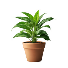 A small plant is in a clay pot