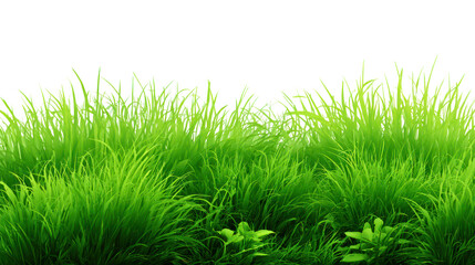 Lawn grass in summer, illustration nature green field texture, meadow in spring, summer grass on ground, seasonal for four seasons with isolated on transparent background for Sale Banner, Template 