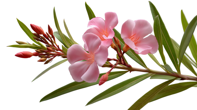 Pink Oleander Bloom: Exquisite close-up captures delicate petals of vibrant pink oleander flowers, showcasing their elegance alongside lush green foliage.