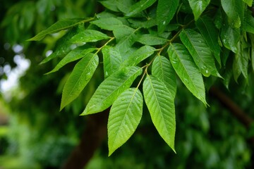 Bright green leaves with water droplets hang from a branch with a blurry green background