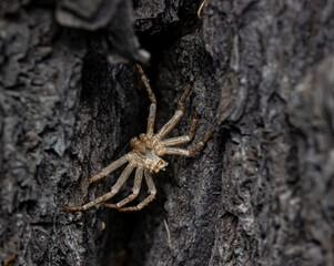 spider on the tree bark. crab-like spider.. colorful macro photo of an insect. close-up. natural lighting. empty