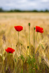 Obraz premium Mohnblumen in einem Getreidefeld
