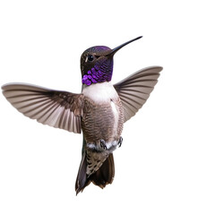 Obraz premium Hummingbird in Flight with Books and Brain Transport Background and Delicate Wings