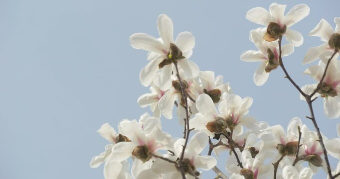 Magnolia flowers bloom in spring