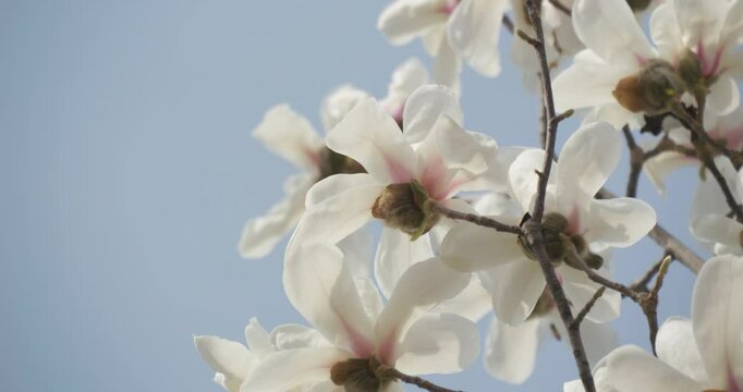 Magnolia flowers bloom in spring