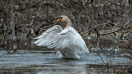 Schwan