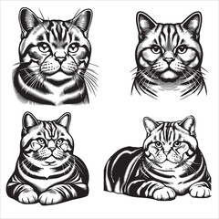 American Shorthair Cat Outline Vector Art