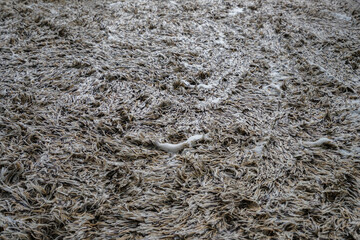 A detailed close-up of a carpet surface being vigorously cleaned, with white soap suds creating...