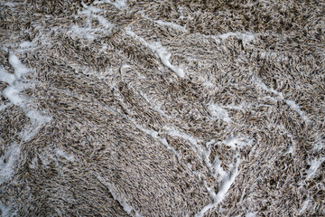 A detailed close-up of a carpet surface being vigorously cleaned, with white soap suds creating...