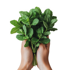 A person is holding a bunch of fresh mint leaves