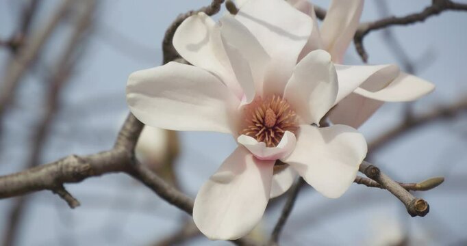 Magnolia flowers bloom in spring