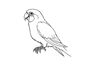 Fototapeta premium Outline of a parrot standing with detailed feathers and expression 