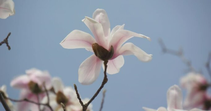 Magnolia flowers bloom in spring