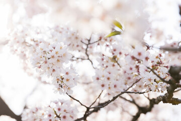 Cherry Blossoms in Full Bloom with Soft Spring Light
