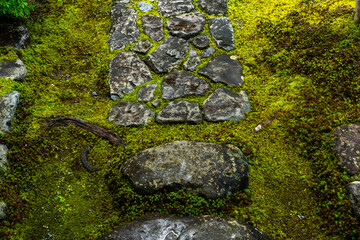 湿った環境で育つ植物と苔やシダ