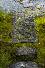 湿った環境で育つ植物と苔やシダ