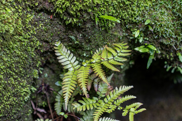 湿った環境で育つ植物と苔やシダ