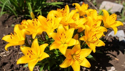Fototapeta premium Yellow Saffron lily or Fire lily (Lilium bulbiferum ) in summer garden