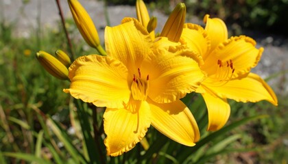 Obraz premium Yellow Saffron lily or Fire lily (Lilium bulbiferum ) in summer garden