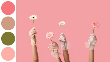 Female hands in laced gloves holding beautiful gerberas on pink background. Different color patterns