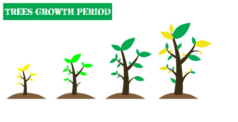 Fototapeta premium Soybean plant growth. Phenological cycle. Leaf, flower, plant, soy, seed. Flat Illustration.