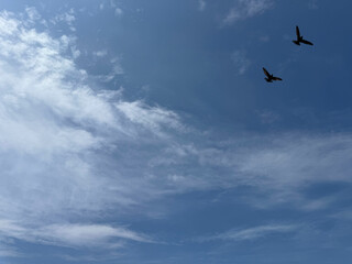 Birds flying in the sky.