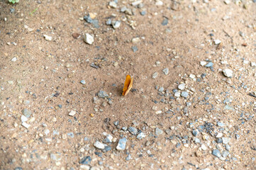 Close-up of an orange butterfly resting on a rocky dirt ground. The vivid wings contrast with the earthy tones, capturing a delicate moment in nature and the beauty of wildlife in its natural habitat.